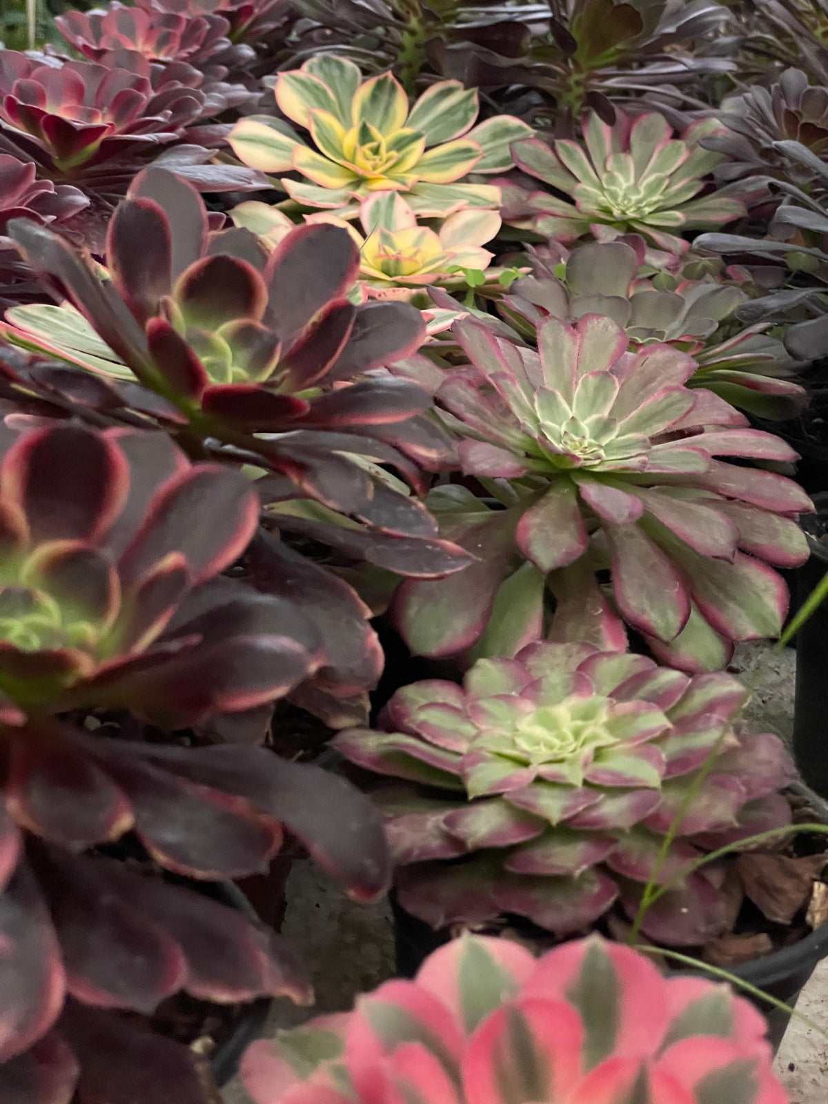 Aeoniums 4'