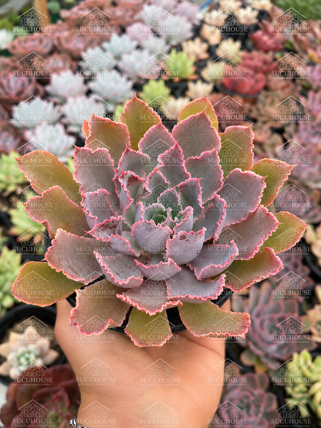 Echeveria Neon Breakers