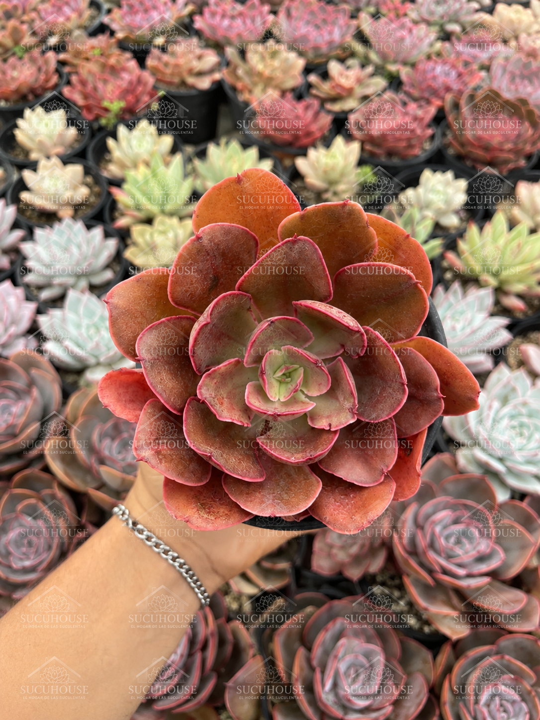 Echeveria Painted Frills