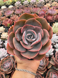 Echeveria Dusty Rose