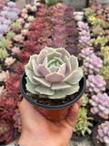 Echeveria Lola