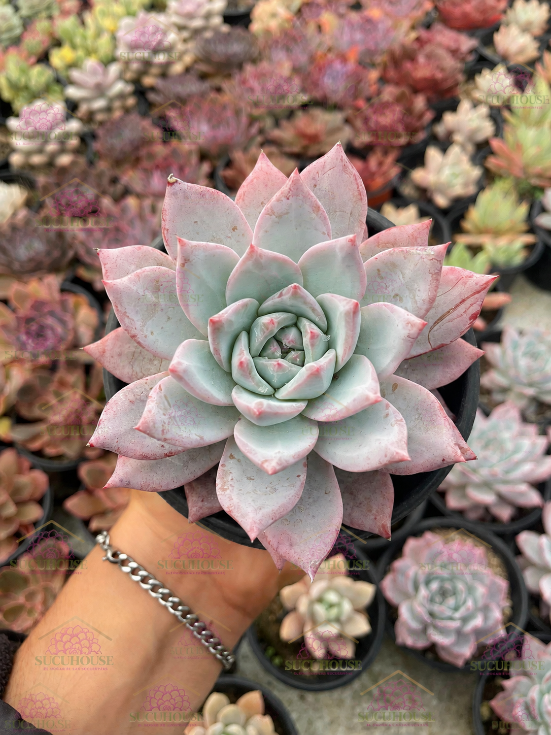 Echeveria Blue Bird