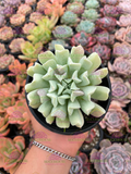 Echeveria Pinwheel Revolution