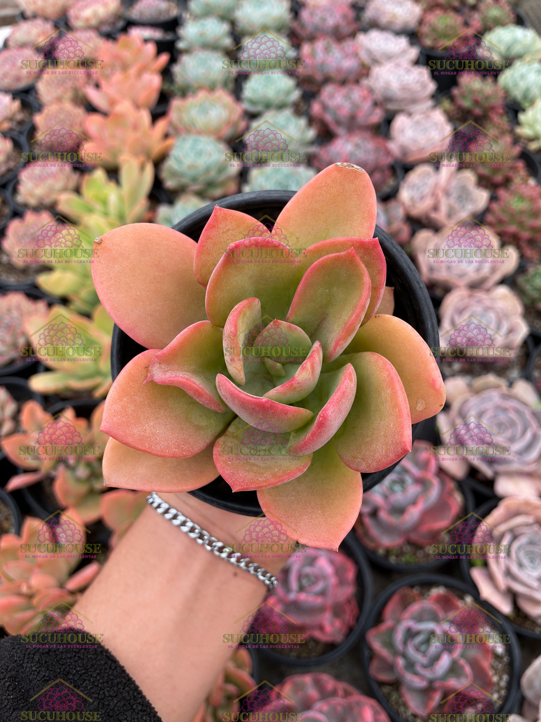 Echeveria Golden Glow