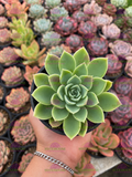 Echeveria Blue Atoll