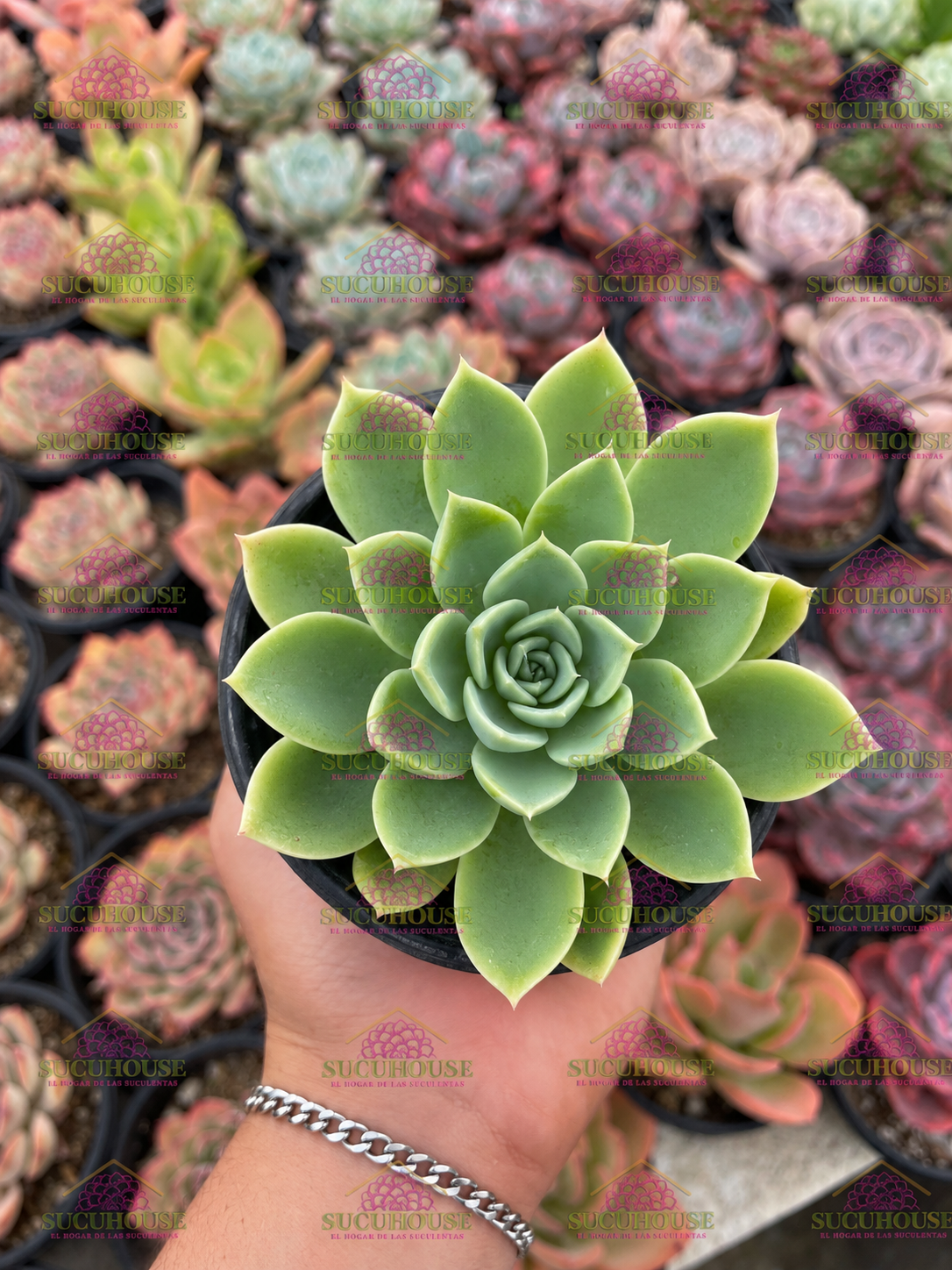 Echeveria Blue Atoll