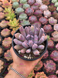 Graptoveria Cupido