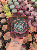 Echeveria Muesli
