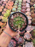 Pachyveria paradoxa