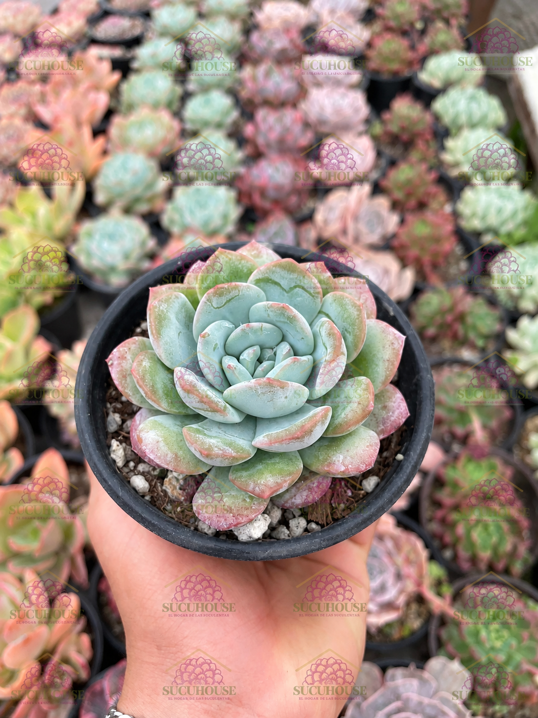 Echeveria Ice Green