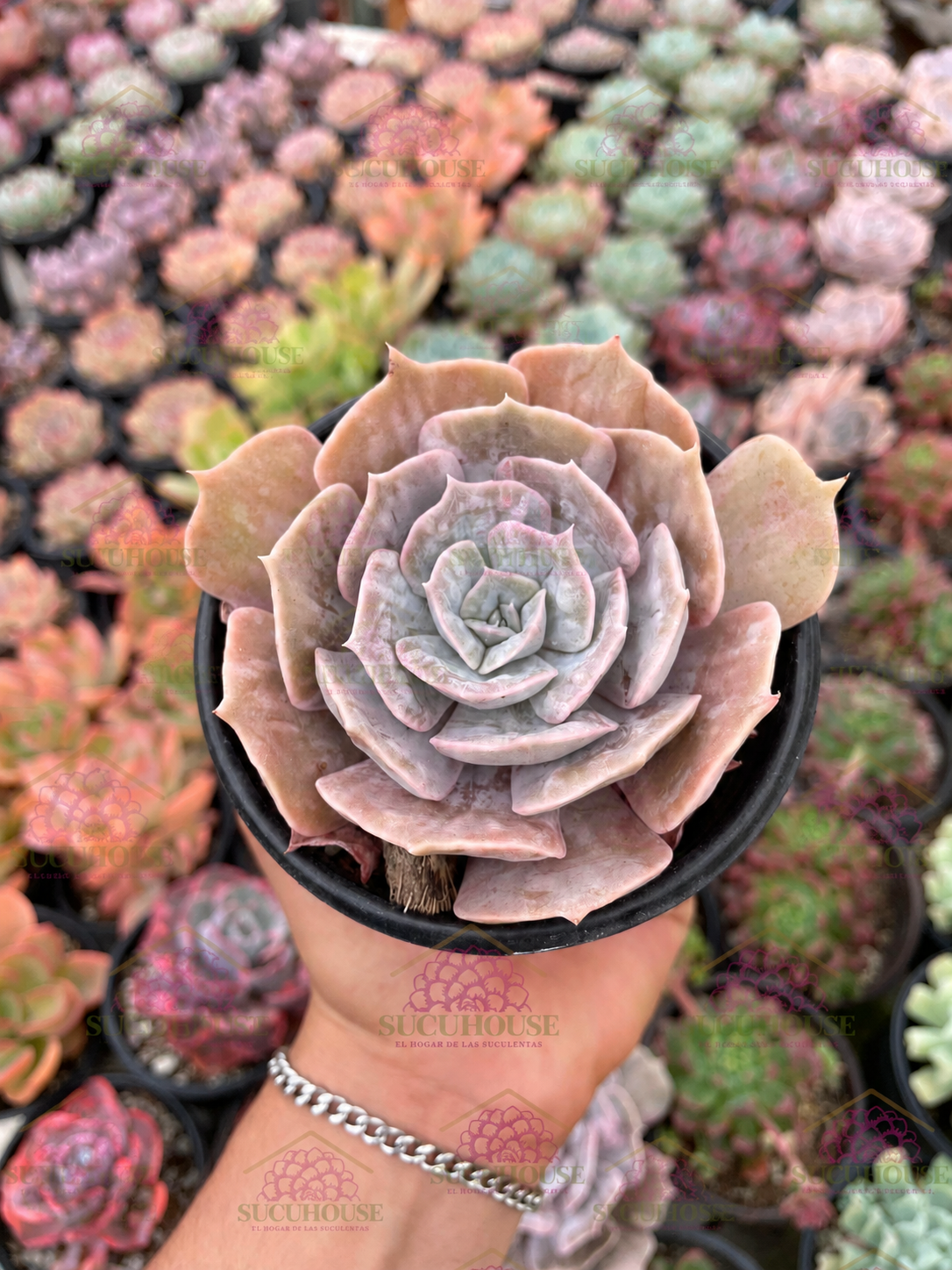 Echeveria Marble