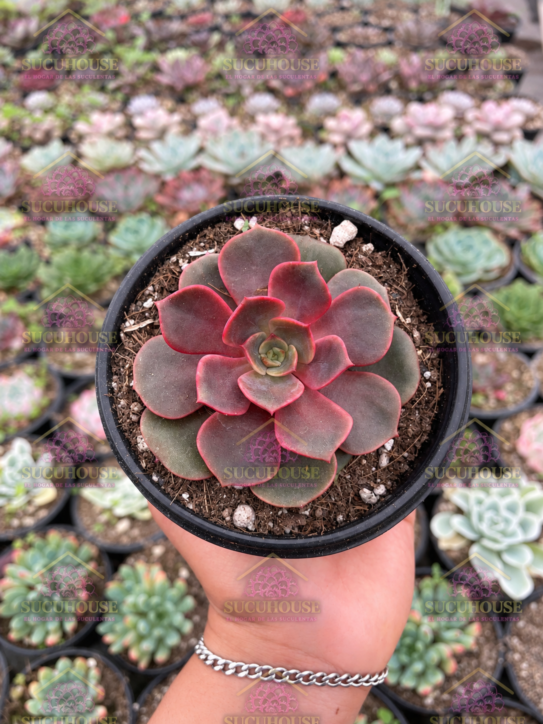 Echeveria Vampire Red
