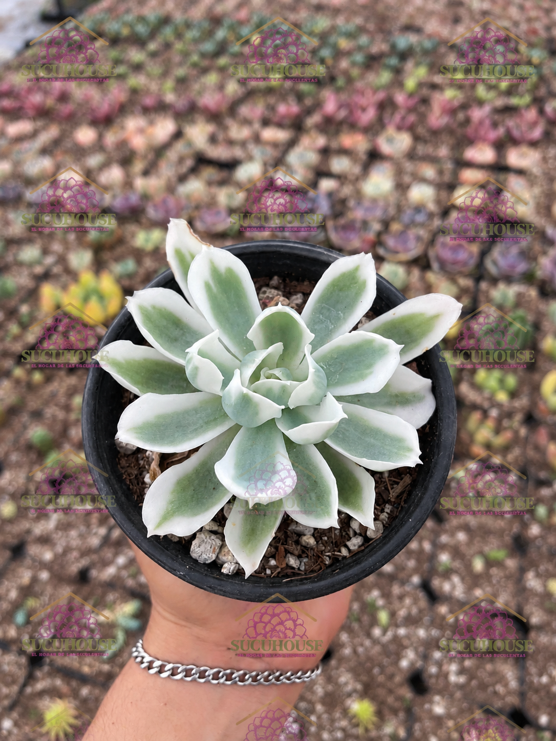 Echeveria Lemon Rose variegata