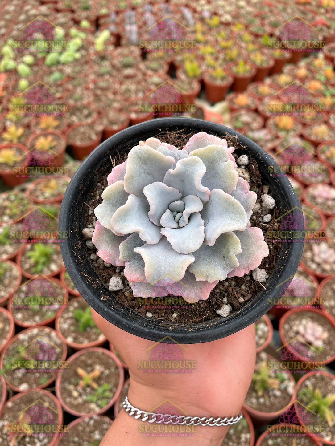 Echeveria Crispate Beauty