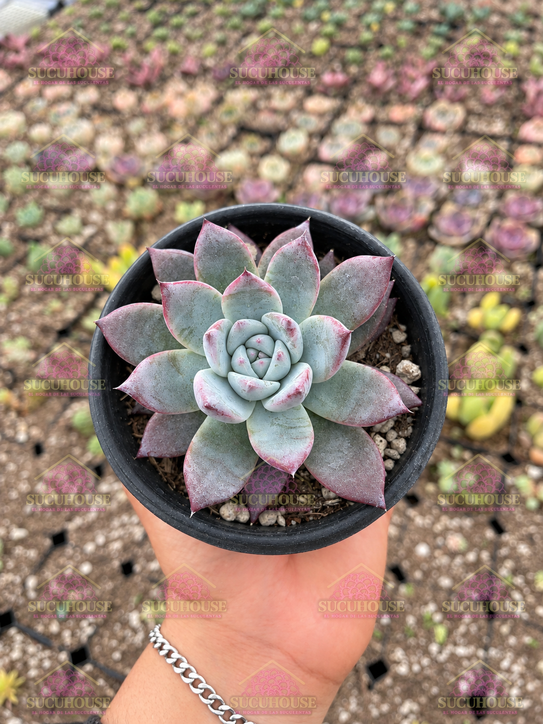 Echeveria colorata var. Tapalpa