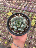 Graptoveria Amethorum