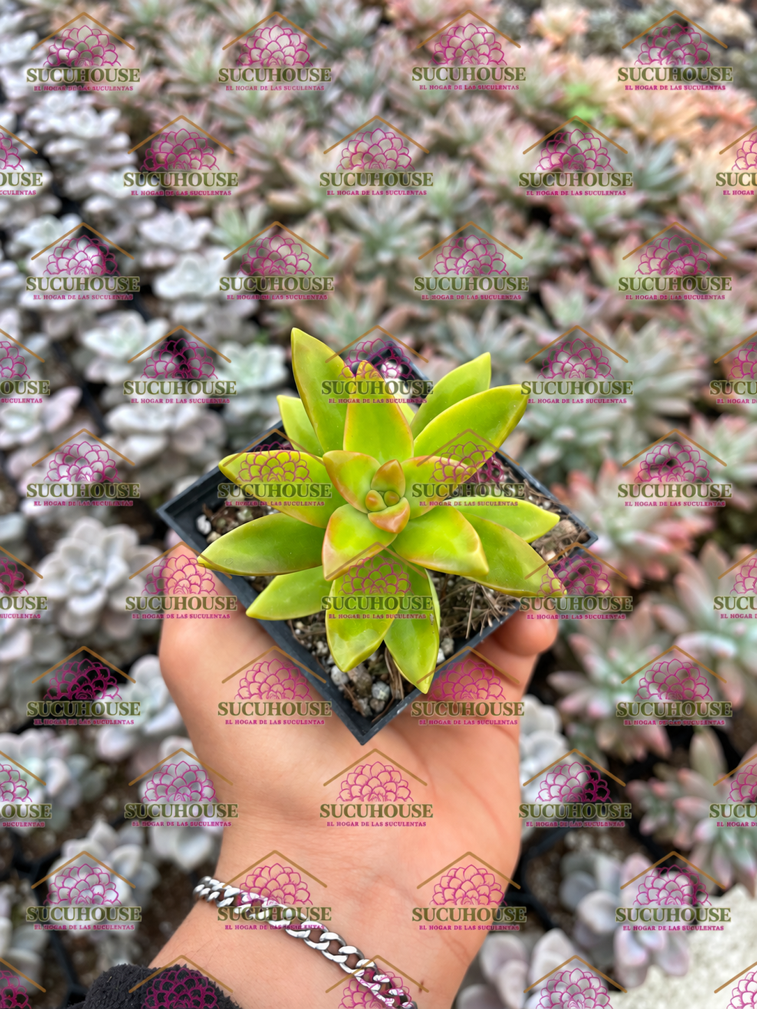 Sedum adolphii