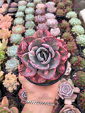 Echeveria Beyoncé