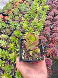 Crassula ovata