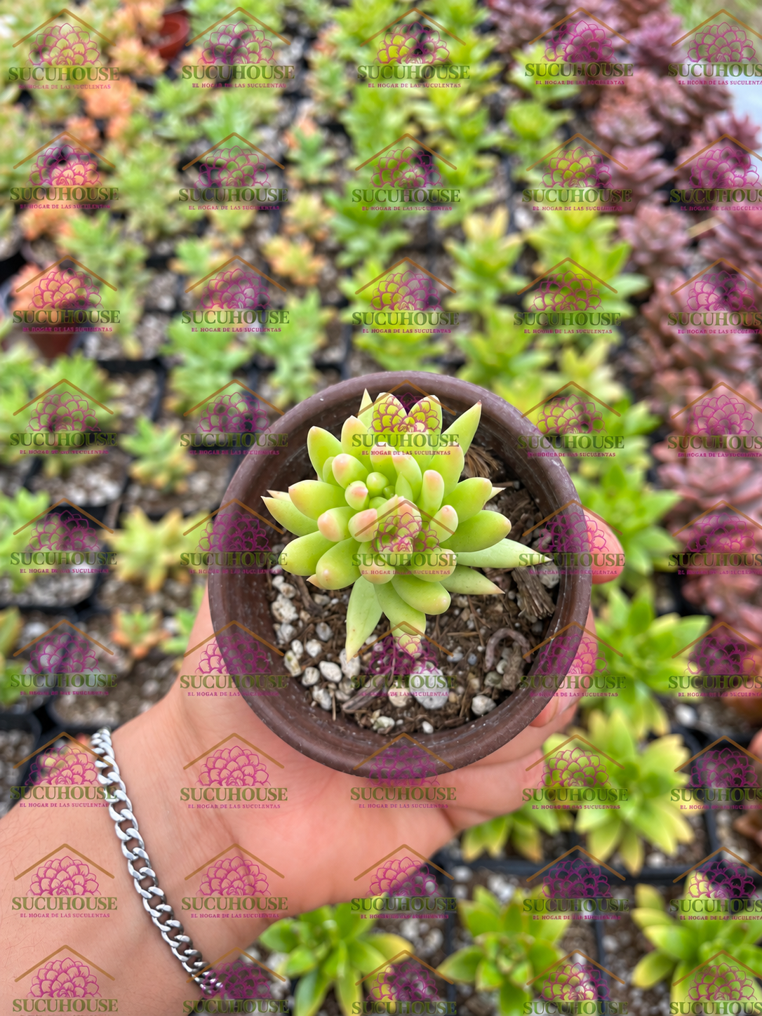 Sedeveria sp