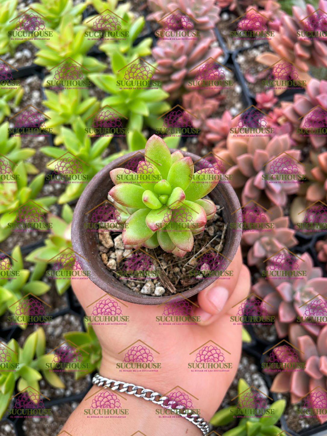 Sedum lucidum Obesum