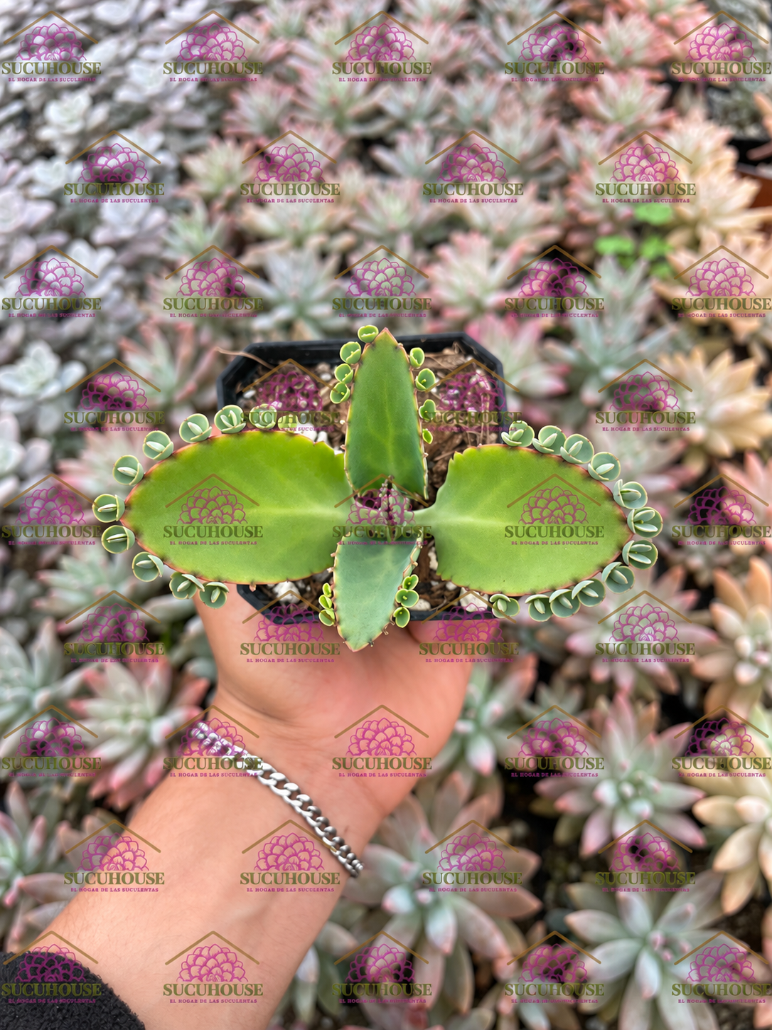 Kalanchoe daigremontiana
