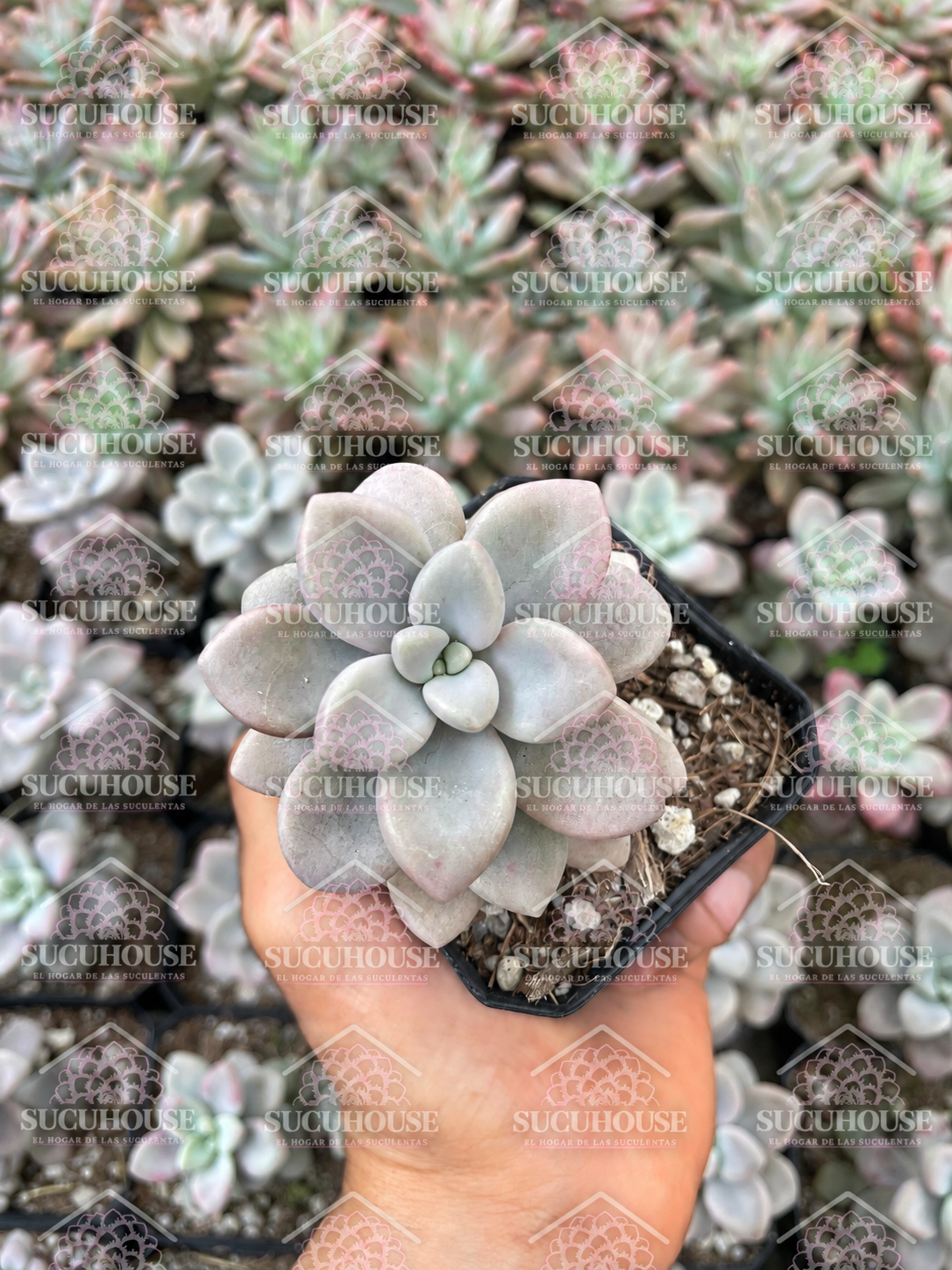 Graptopetalum Ellen