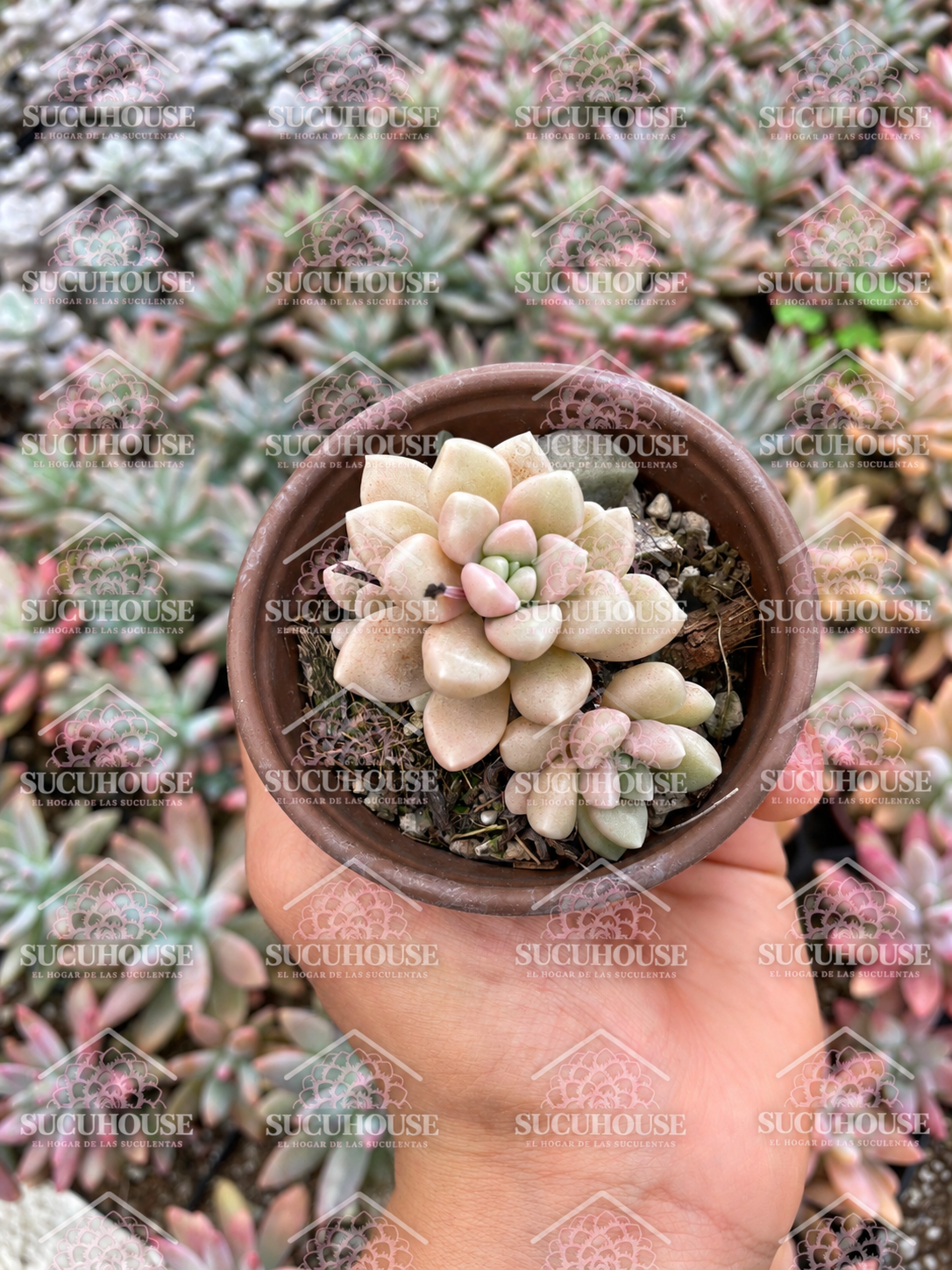Graptopetalum mendozae