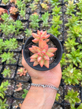 Sedum nussbaumerianum pink