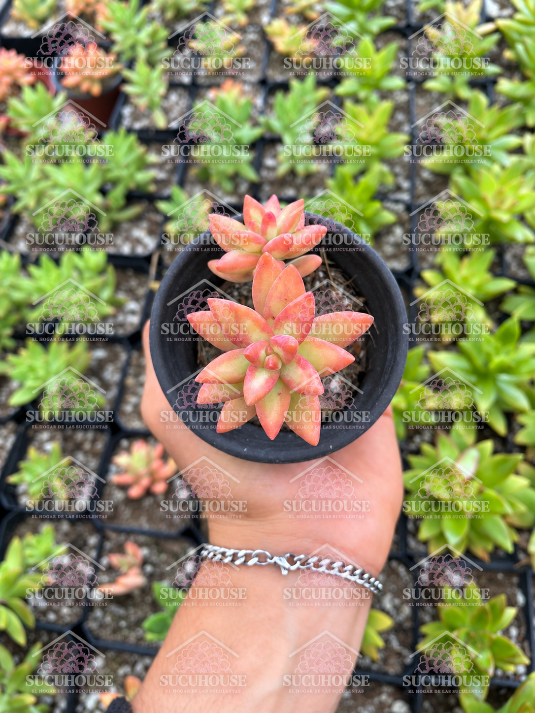 Sedum nussbaumerianum pink