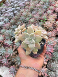Graptopetalum paraguayense subsp. bernalense