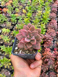 Graptosedum Bronze