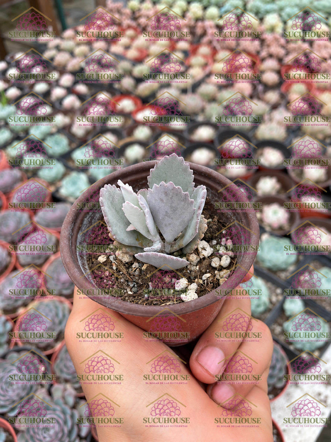 Kalanchoe pumila