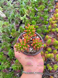 Sedum rubrotinctum