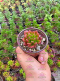 Sedum Orange Dreams