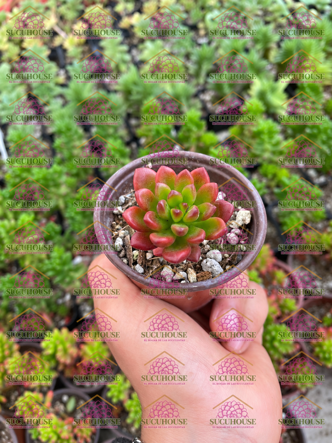 Sedum Orange Dreams