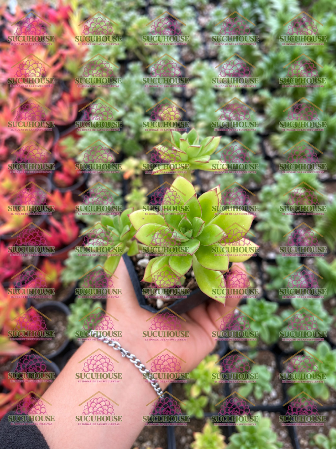 Echeveria pringlei