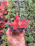 Crassula capitella Campfire