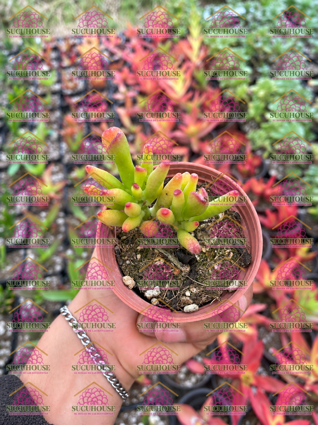 Crassula ovata 'Gollum