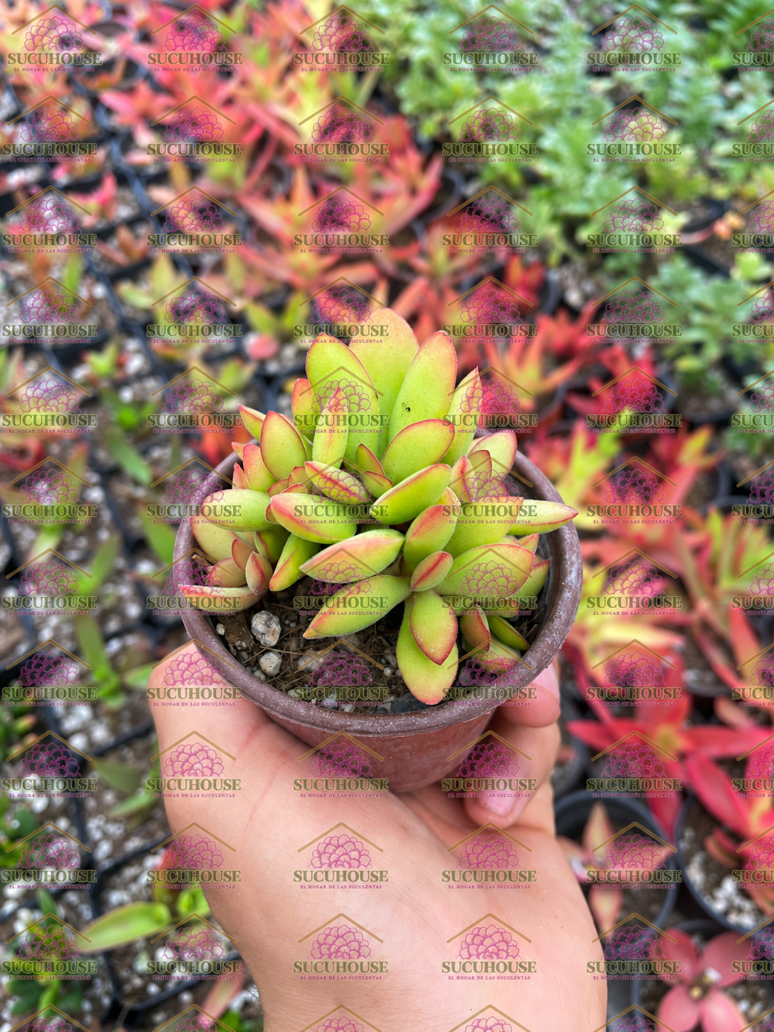 Crassula swaziensis