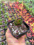 Kalanchoe blossfeldiana