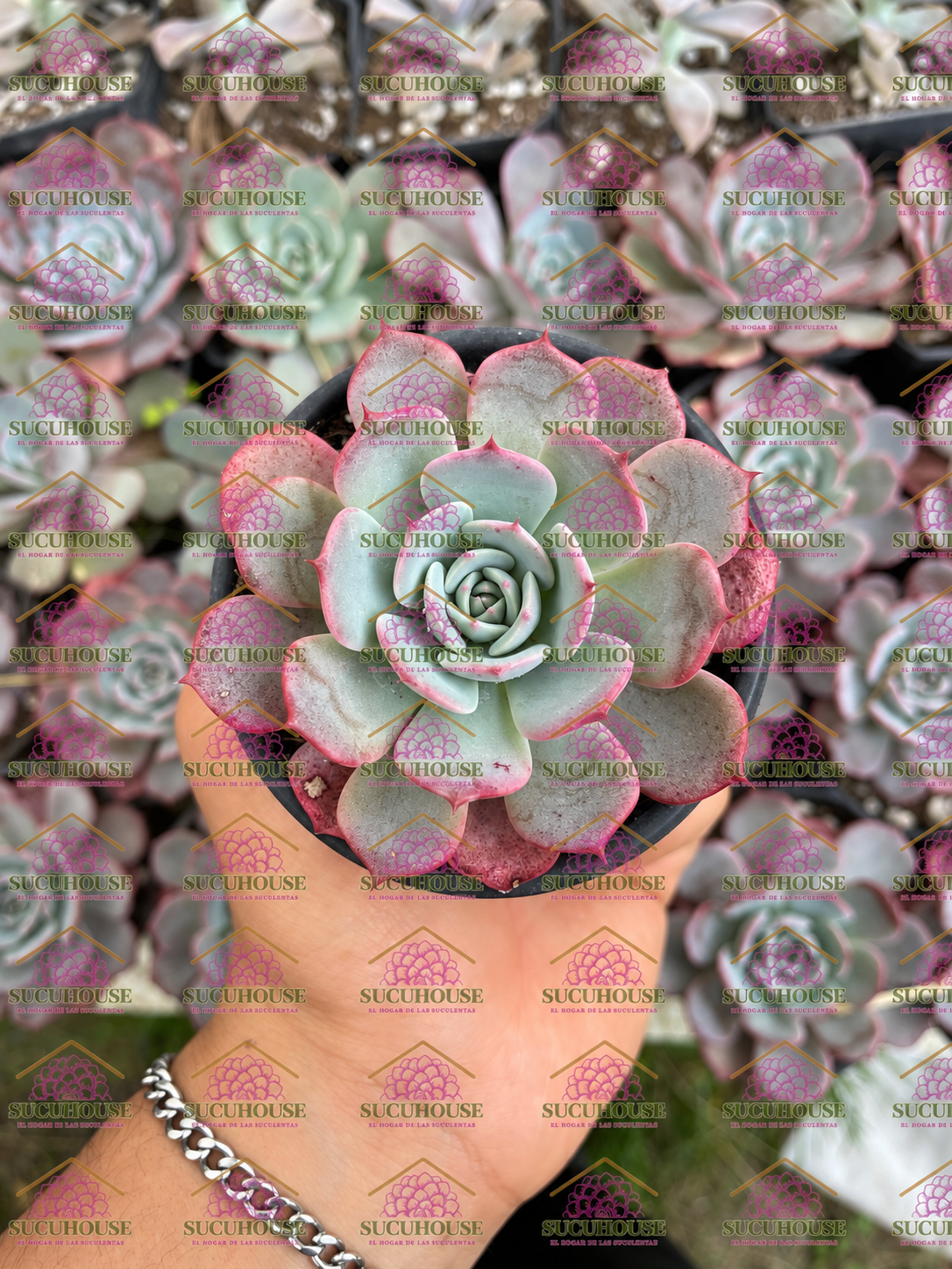 Echeveria Azulita