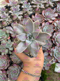 Graptopetalum paraguayense