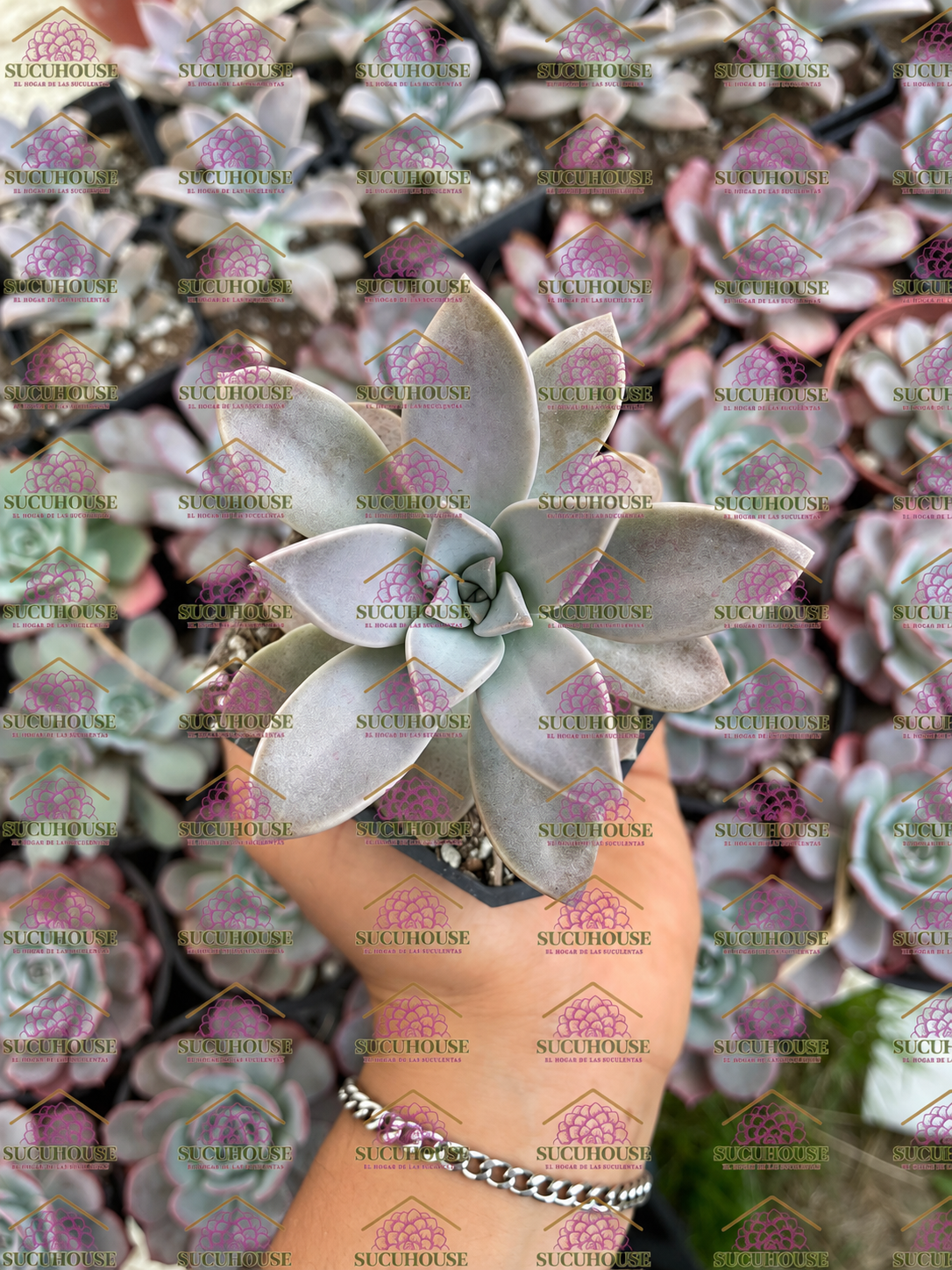 Graptopetalum paraguayense