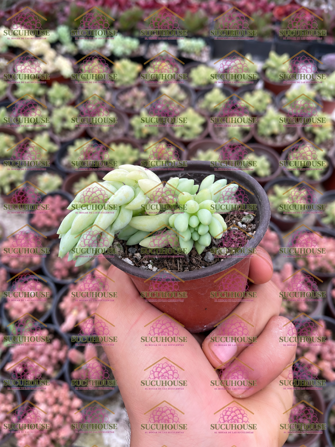 Sedum morganianum