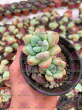 Sedum clavatum