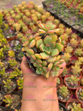 Aeonium decorum