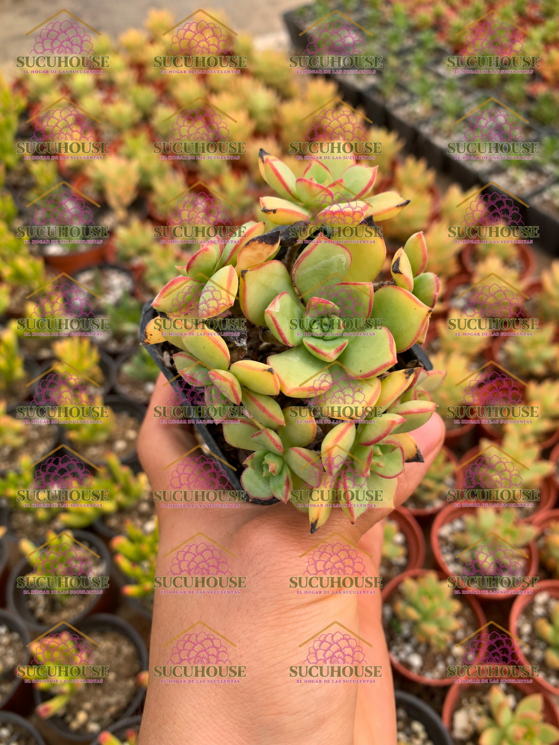Aeonium decorum