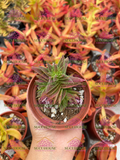Crassula capitella