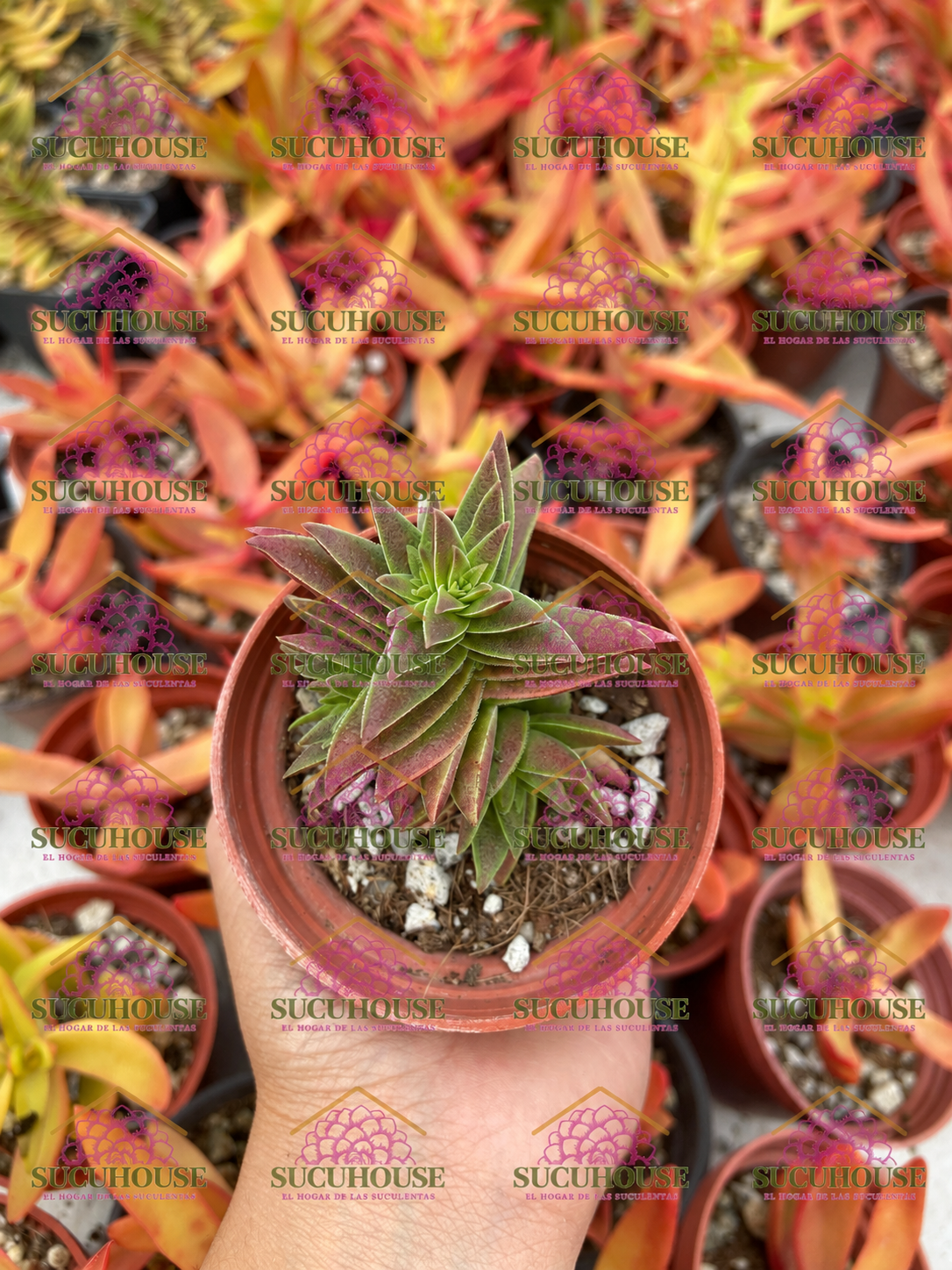 Crassula capitella